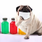 インフルエンザは風邪の一種？